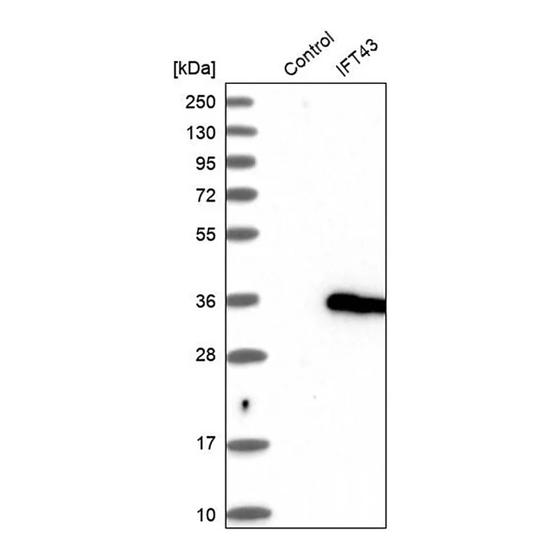 Merck Anti-IFT43 antibody produced in rabbit