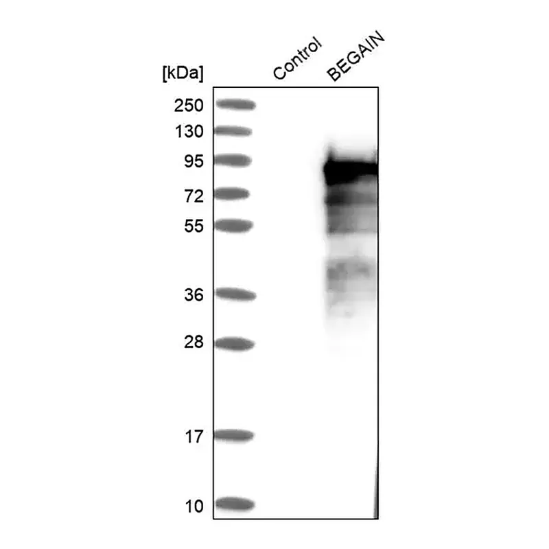 Merck ANTI-BEGAIN antibody produced in rabbit