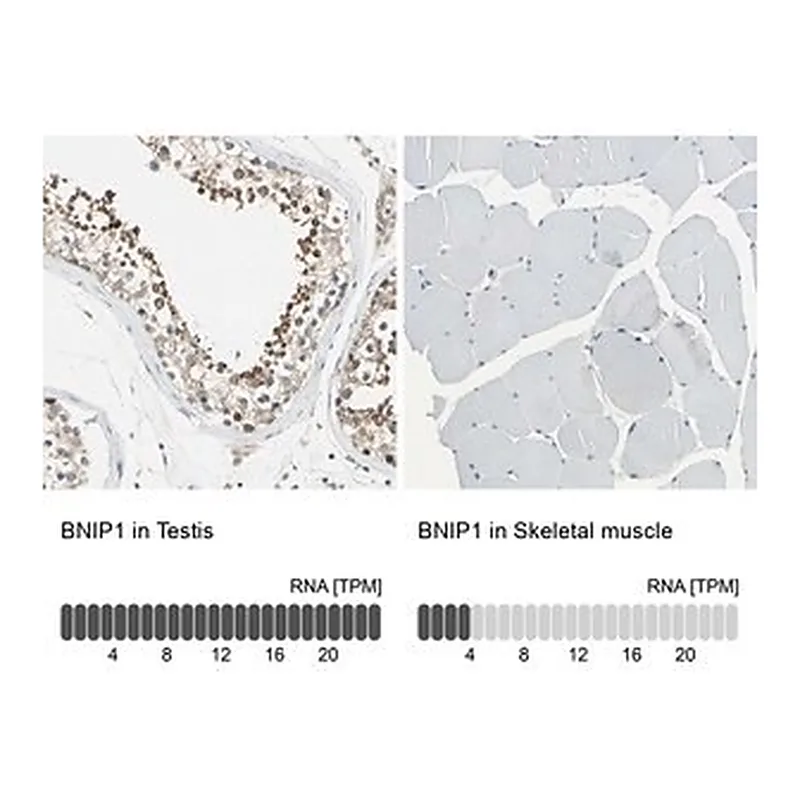 Merck Anti-BNIP1 antibody produced in rabbit