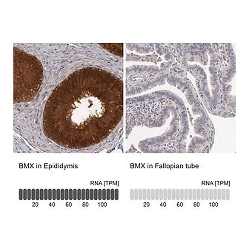 Merck Anti-BMX antibody produced in rabbit