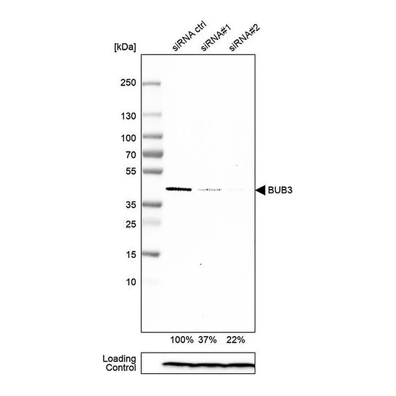 Merck Anti-BUB3 antibody produced in rabbit