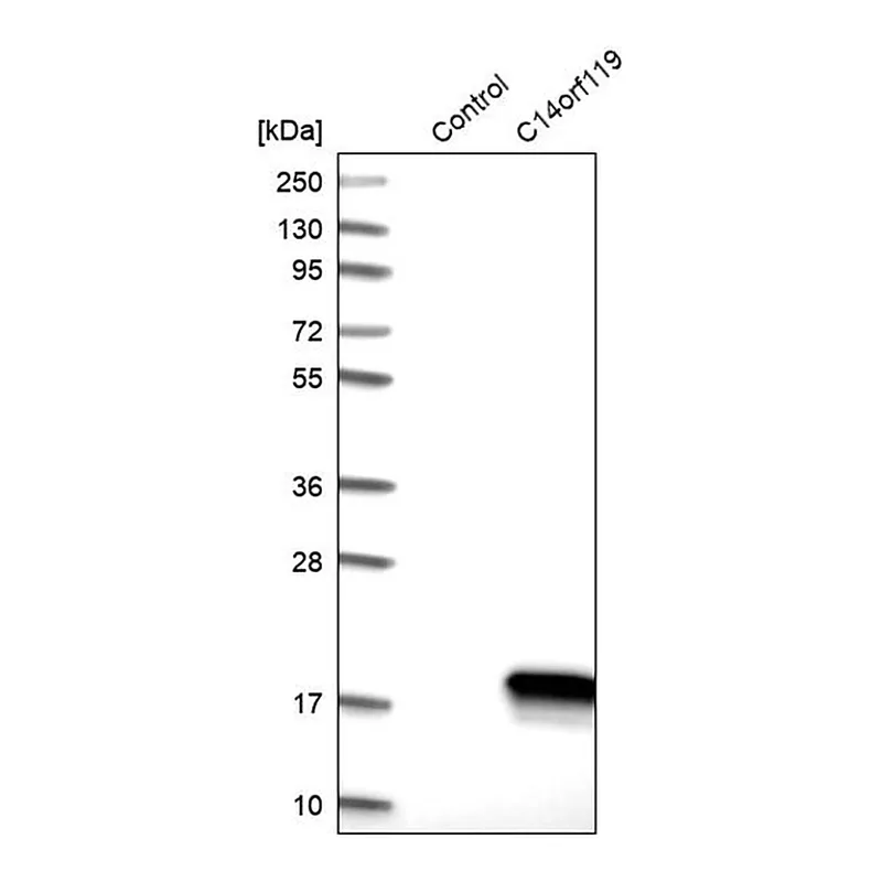 Merck Anti-C14orf119 antibody produced in rabbit