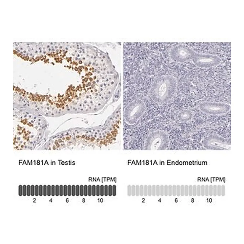 Merck Anti-FAM181A antibody produced in rabbit