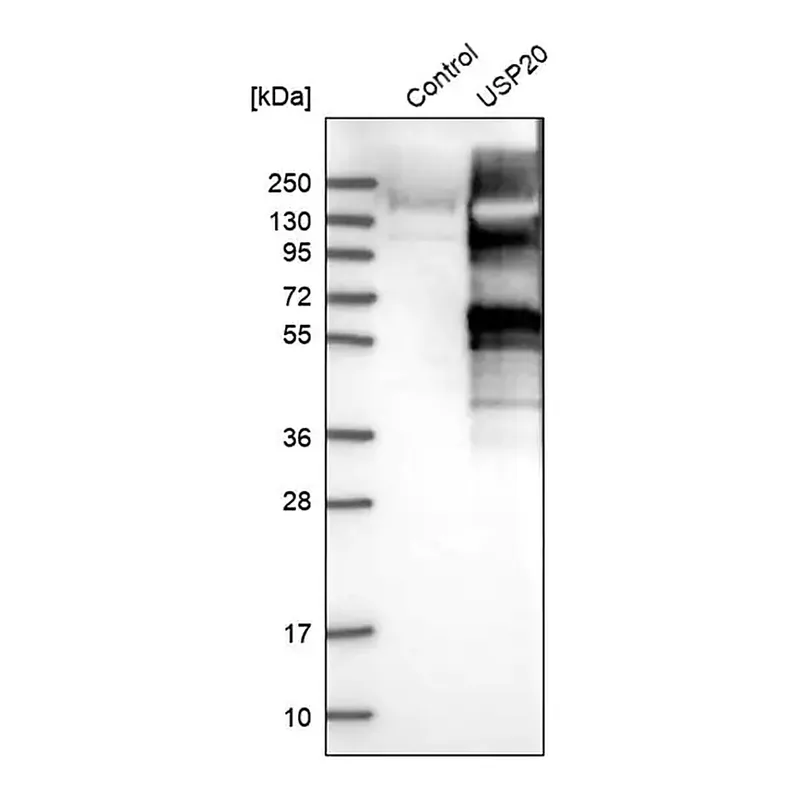 Merck Anti-USP20 antibody produced in rabbit