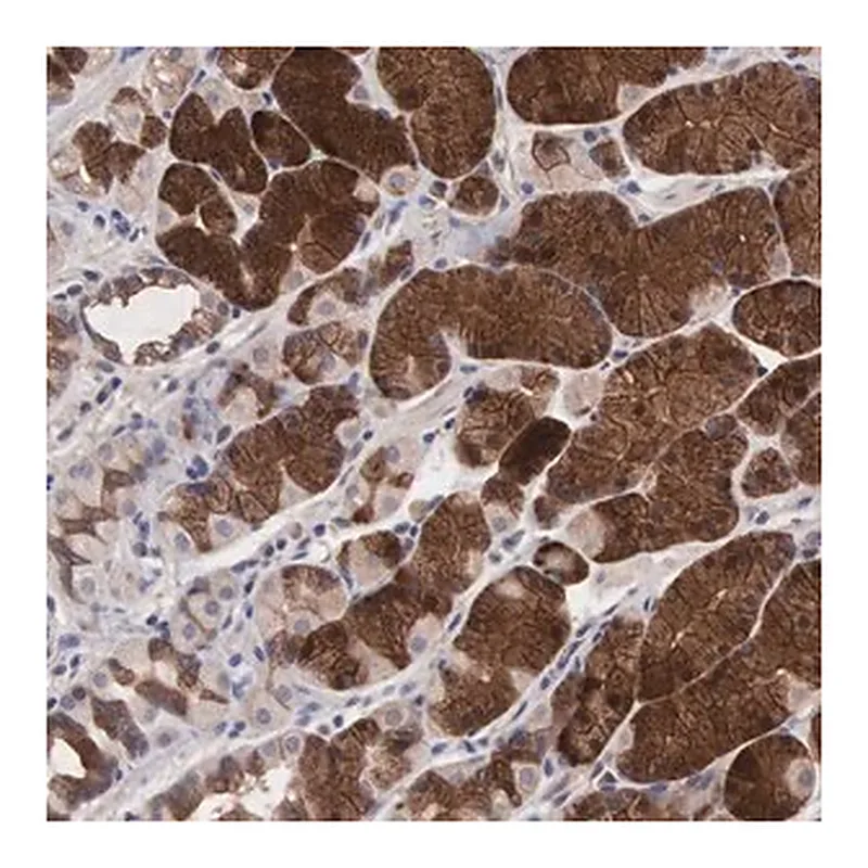Merck Anti-INF2 antibody produced in rabbit