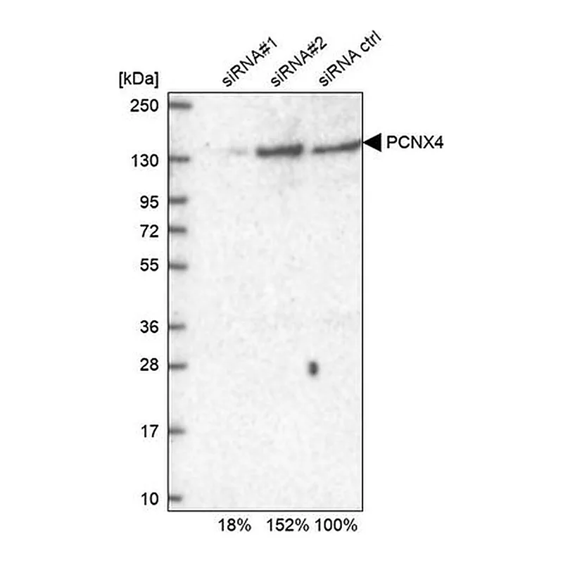 Merck Anti-PCNX4 antibody produced in rabbit