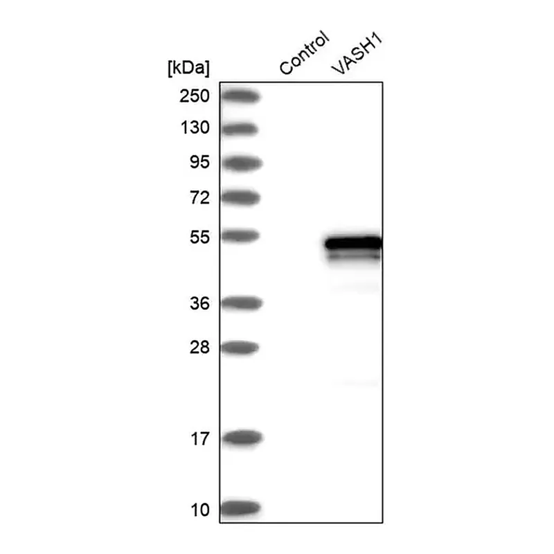 Merck Anti-VASH1 antibody produced in rabbit