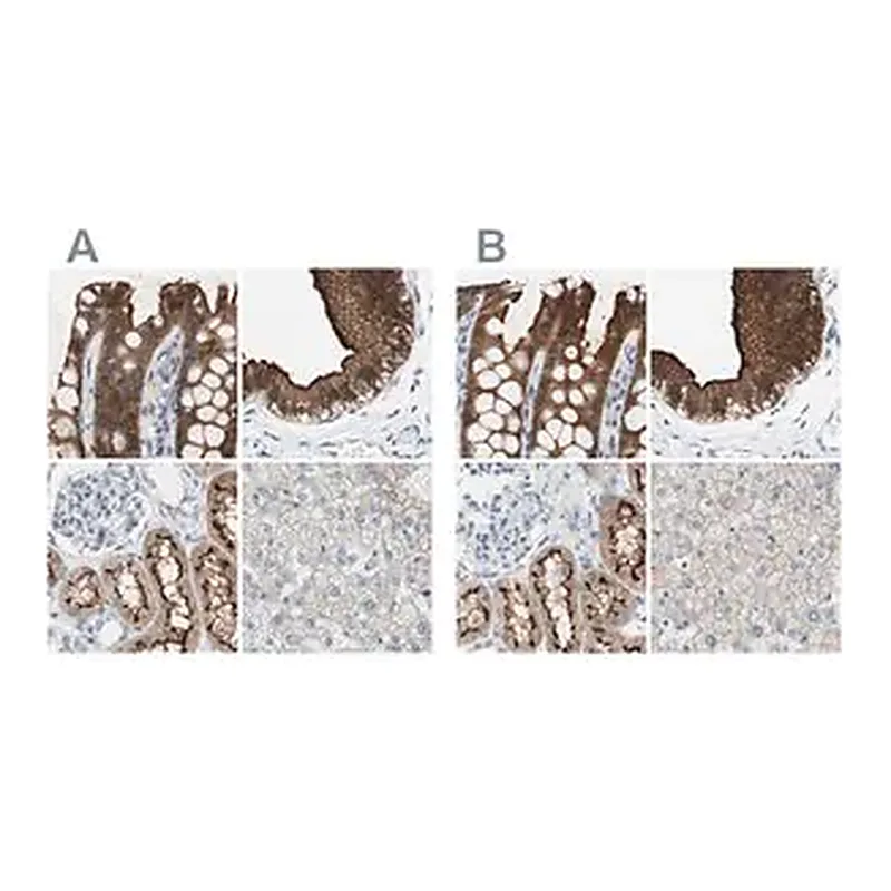 Merck Anti-VIL1 antibody produced in rabbit