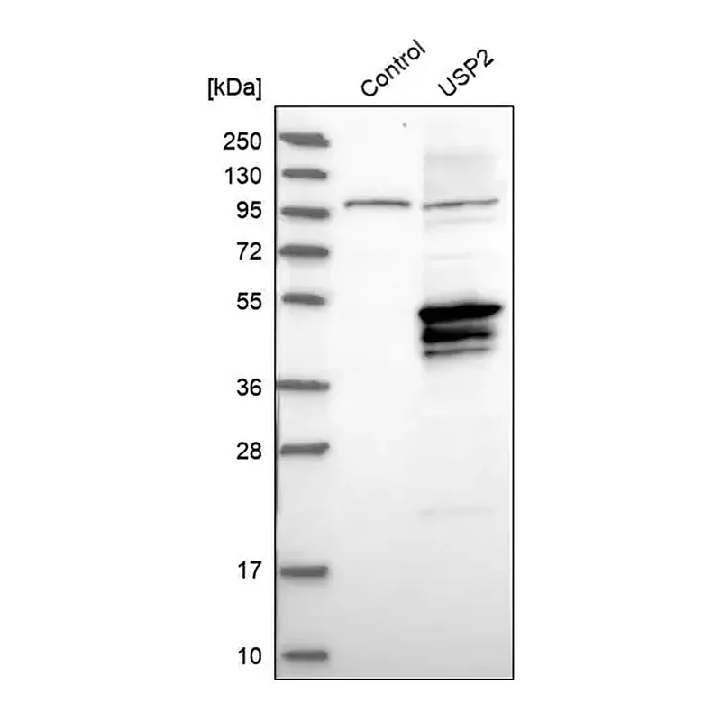 Merck Anti-USP2 antibody produced in rabbit