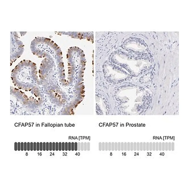 Merck Anti-CFAP57 antibody produced in rabbit