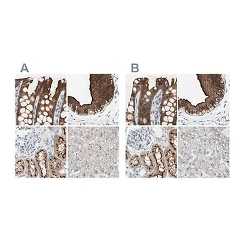 Merck Anti-VIL1 antibody produced in rabbit