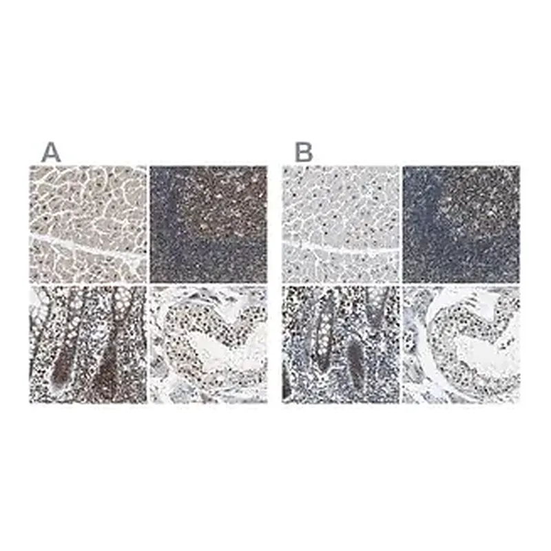 Merck Anti-USP28 antibody produced in rabbit