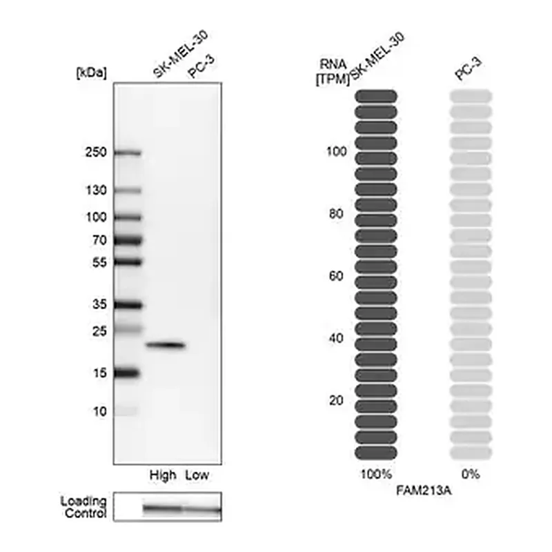 Merck Anti-FAM213A antibody produced in rabbit