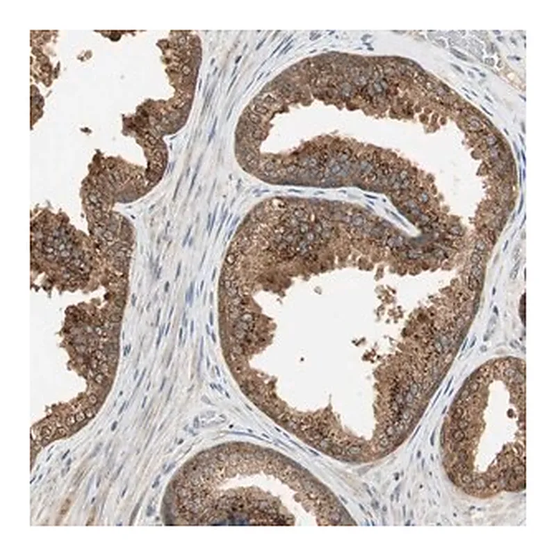 Merck Anti-USP2 antibody produced in rabbit