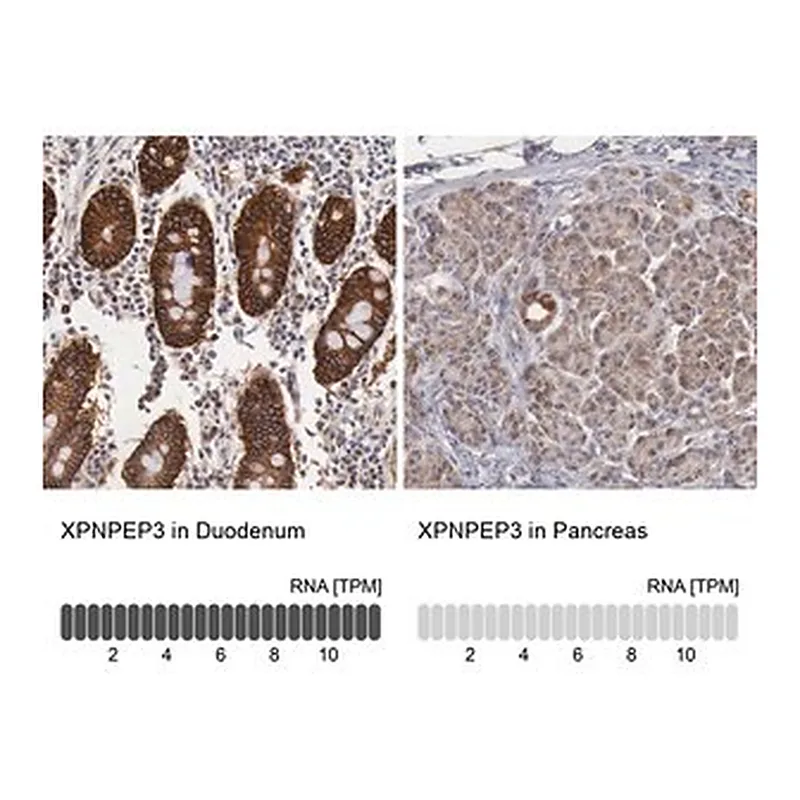 Merck Anti-XPNPEP3 antibody produced in rabbit