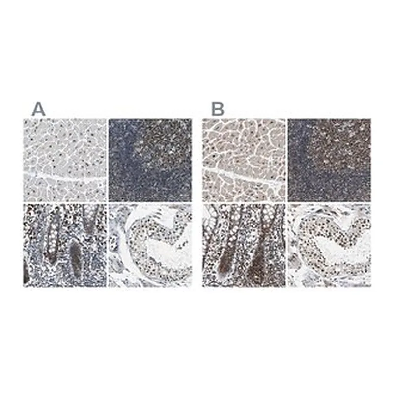 Merck Anti-USP28 antibody produced in rabbit