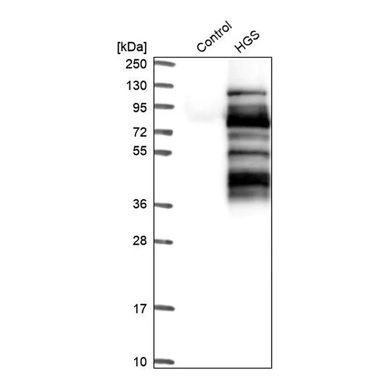 Merck Anti-HGS antibody produced in rabbit