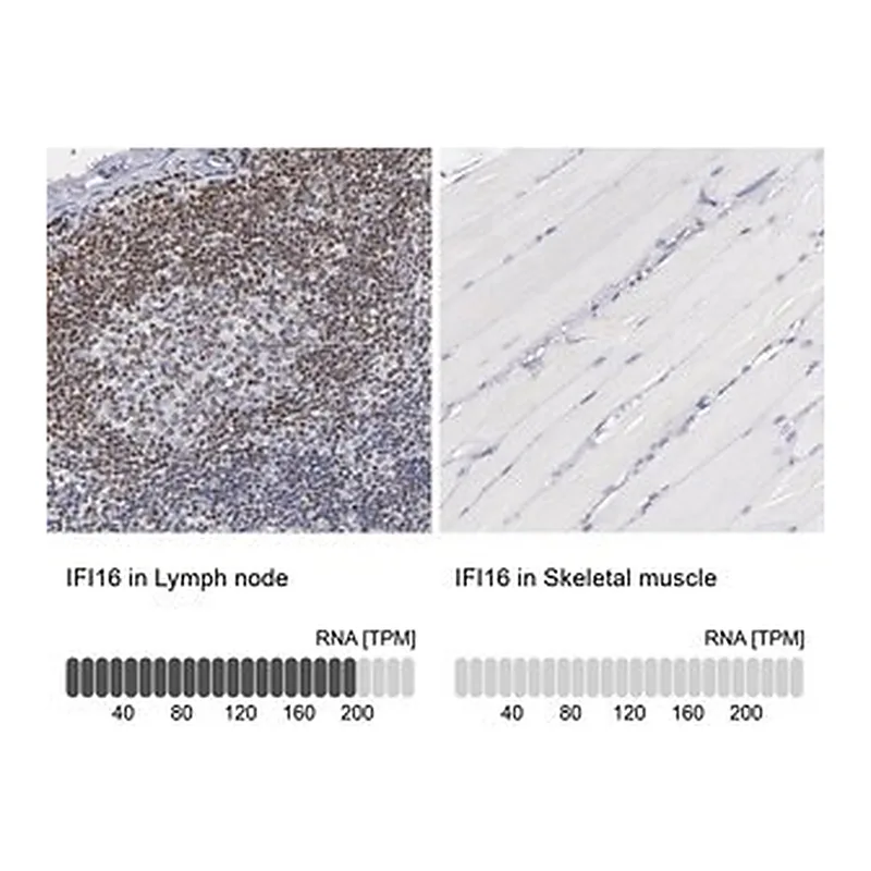 Merck Anti-IFI16 antibody produced in rabbit