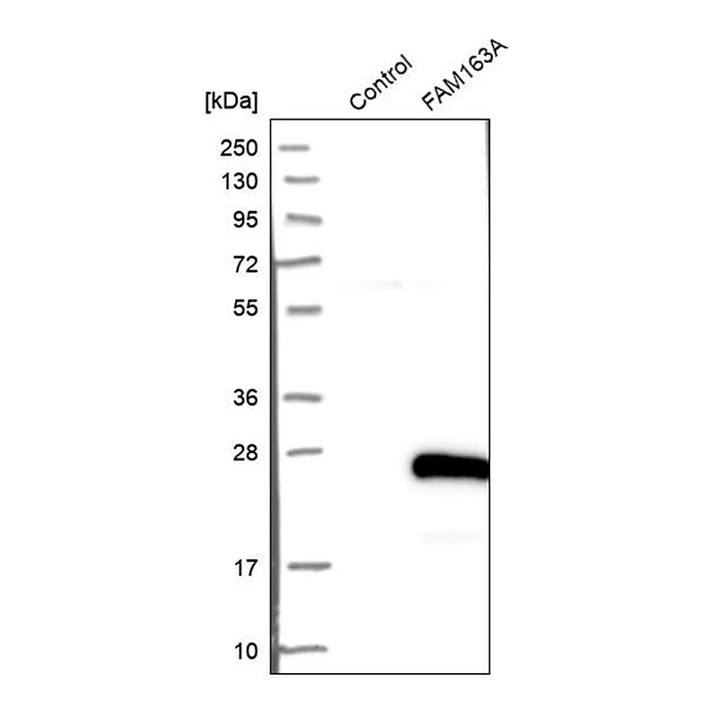 Merck Anti-FAM163A antibody produced in rabbit
