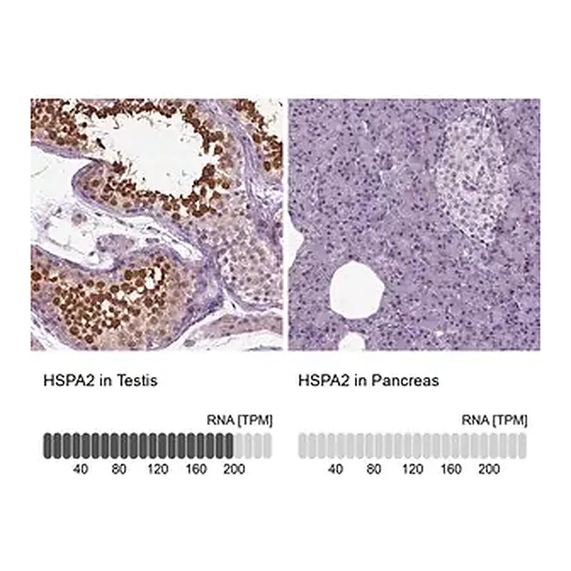 Merck Anti-HSPA2 antibody produced in rabbit