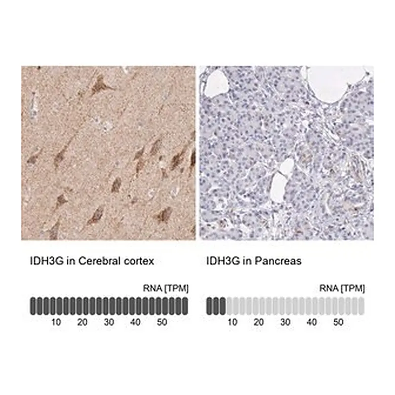 Merck Anti-IDH3G antibody produced in rabbit