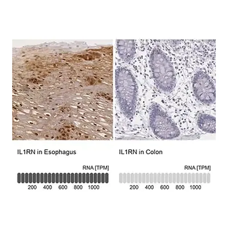 Merck Anti-IL1RN antibody produced in rabbit