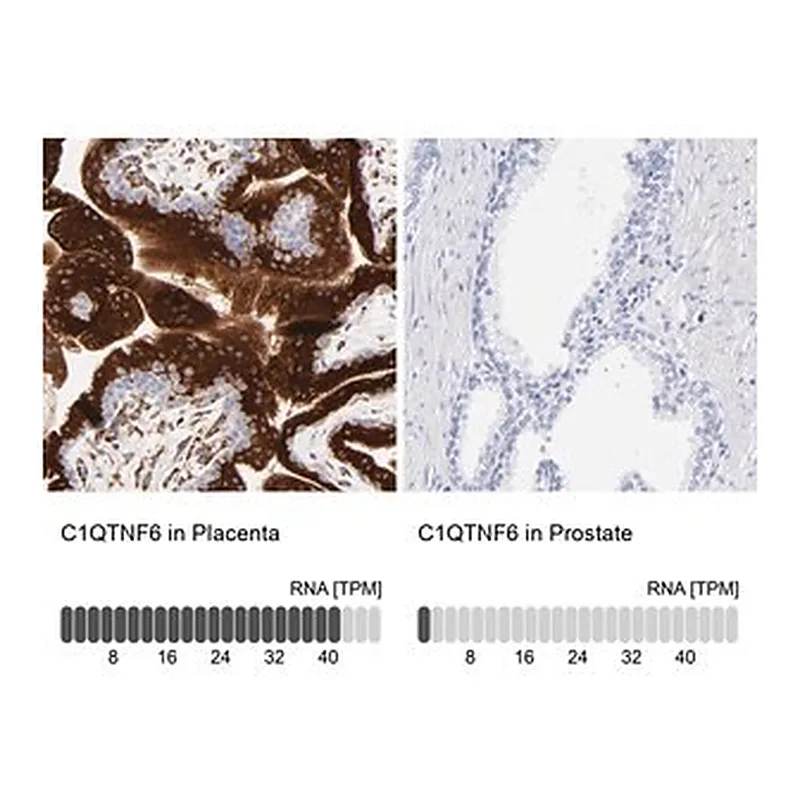 Merck Anti-C1QTNF6 antibody produced in rabbit