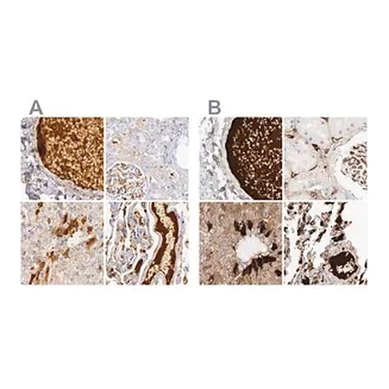 Merck Anti-C4BPA antibody produced in rabbit