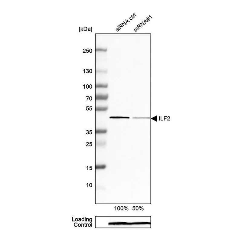 Merck Anti-ILF2 antibody produced in rabbit