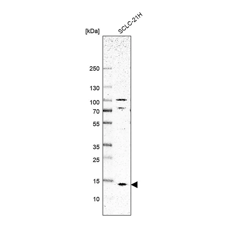 Merck Anti-SMIM8 antibody produced in rabbit