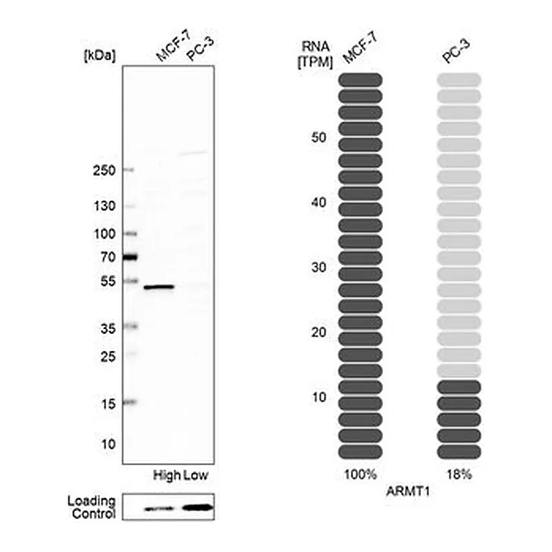 Merck Anti-ARMT1 antibody produced in rabbit