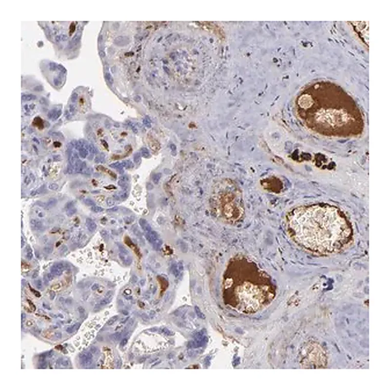 Merck Anti-C1QA antibody produced in rabbit