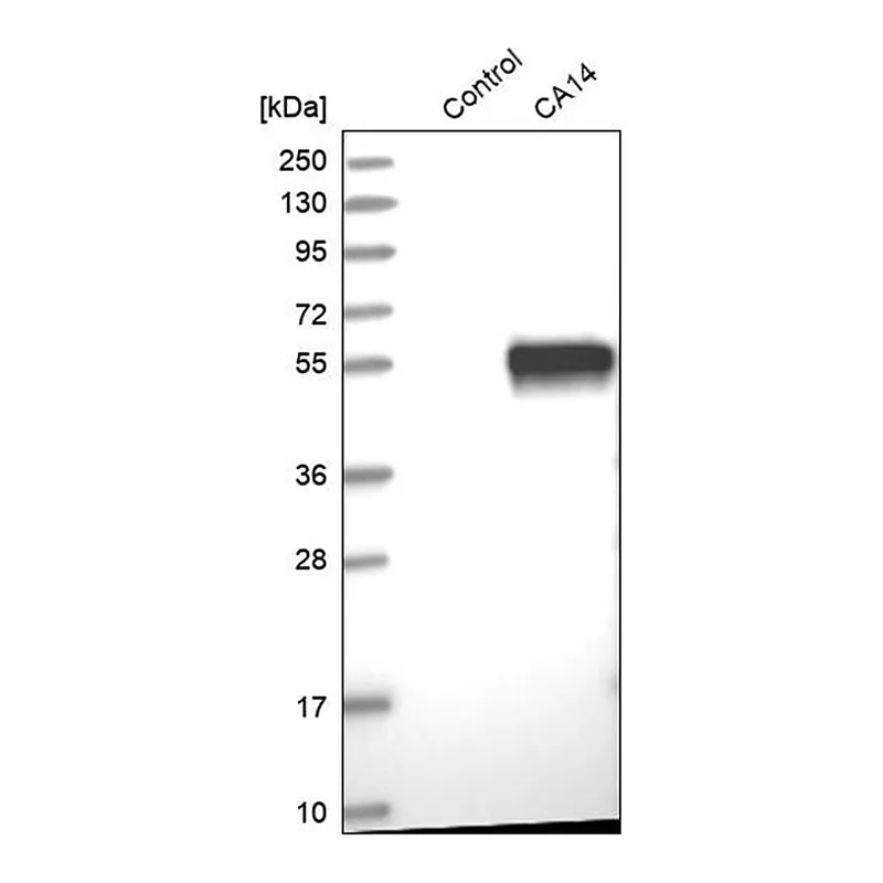 Merck Anti-CA14 antibody produced in rabbit