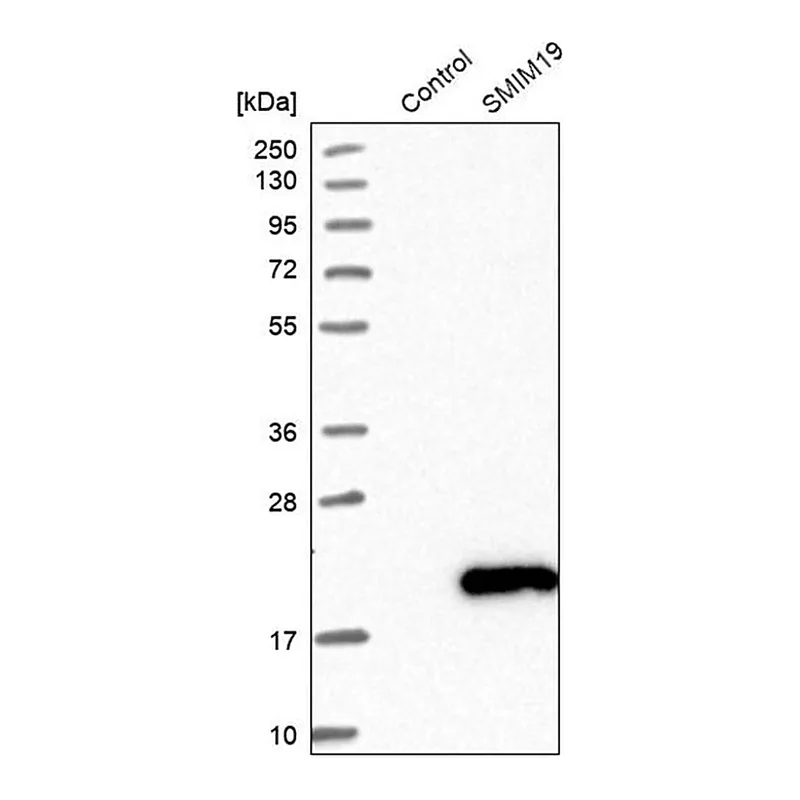 Merck Anti-SMIM19 antibody produced in rabbit