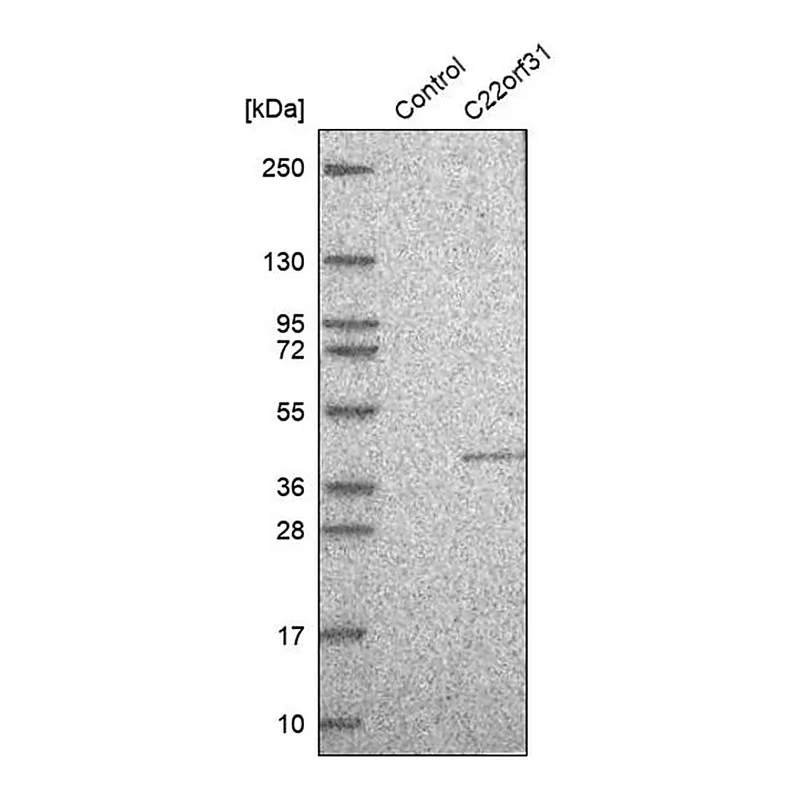Merck Anti-C22orf31 antibody produced in rabbit
