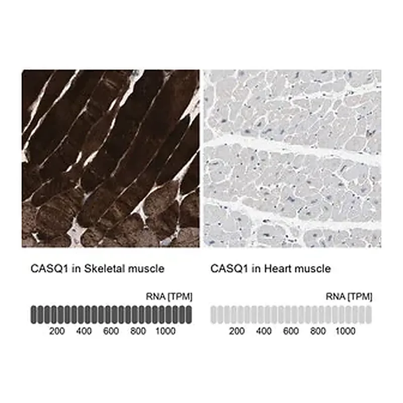 Merck Anti-CASQ1 antibody produced in rabbit