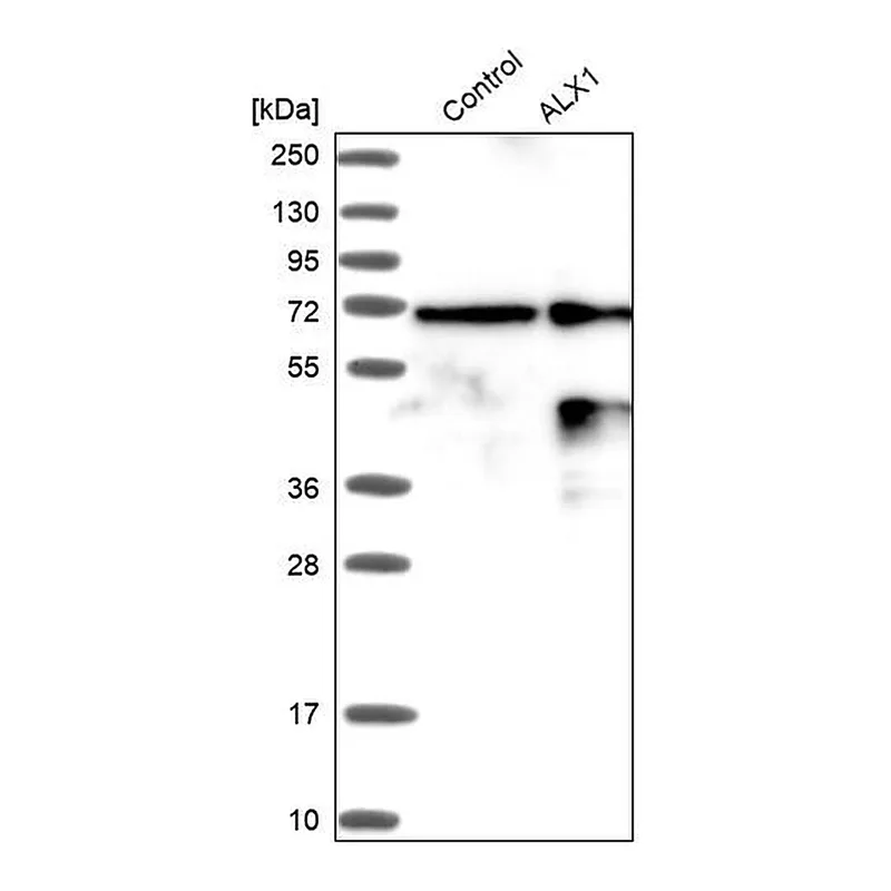 Merck ANTI-ALX1 antibody produced in rabbit