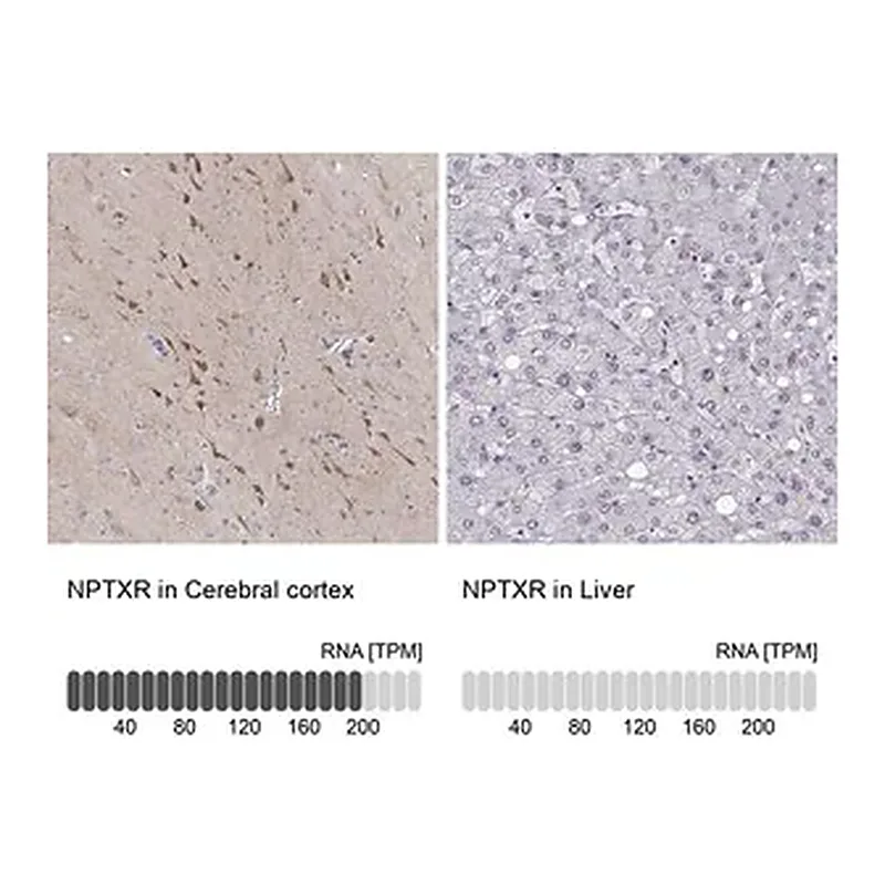Merck ANTI-NPTXR antibody produced in rabbit