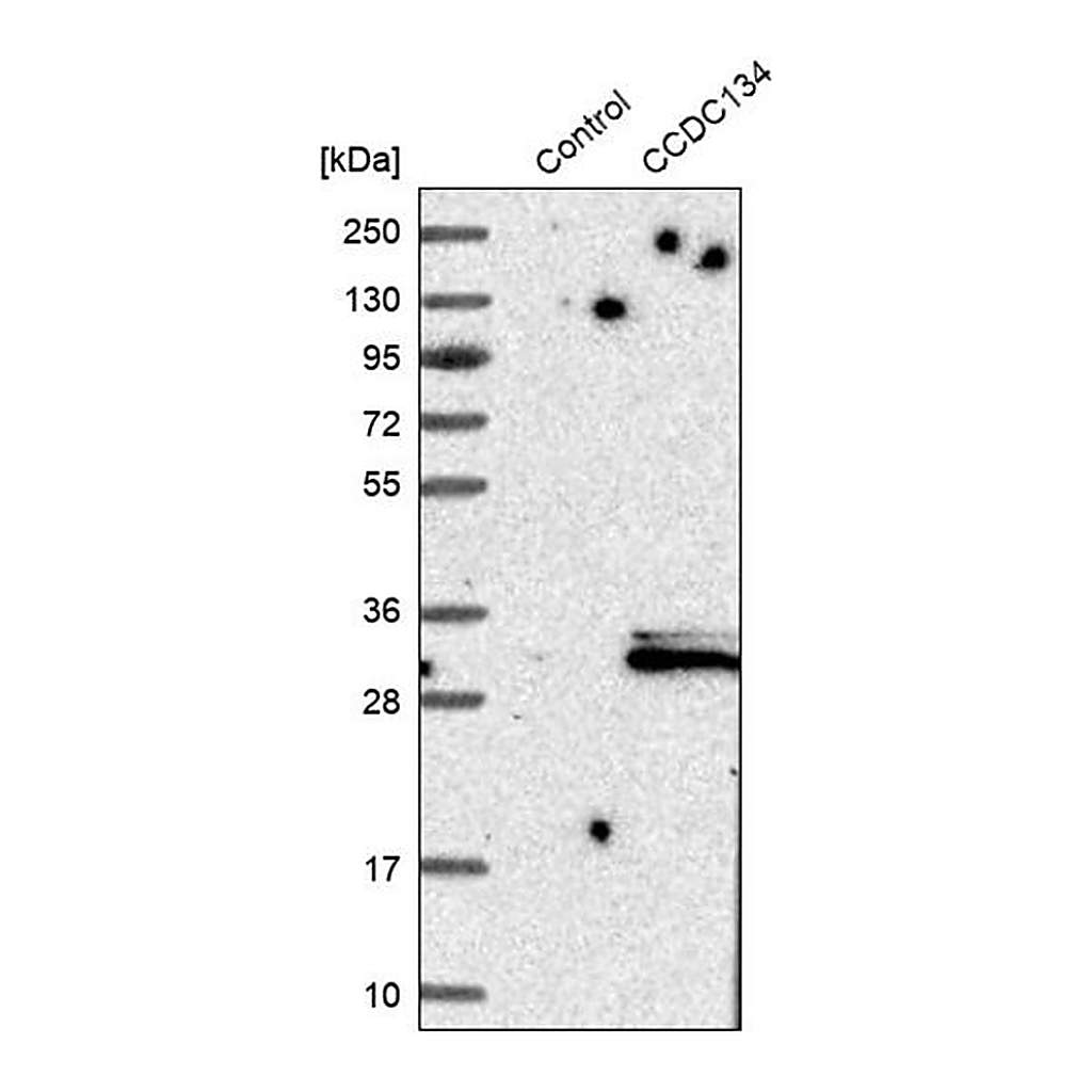 Merck Anti-CCDC134 antibody produced in rabbit