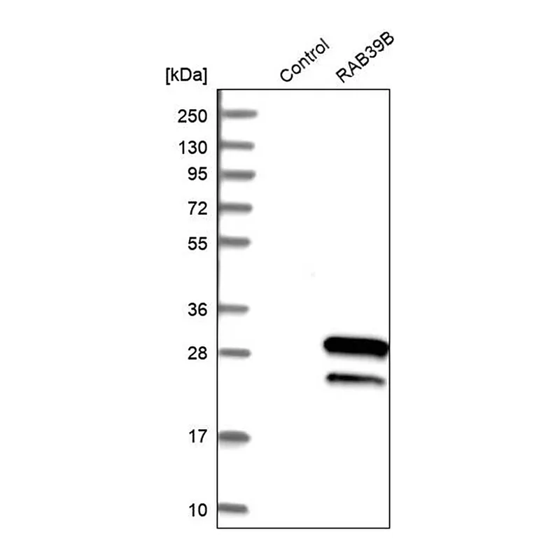 Merck Anti-RAB39B antibody produced in rabbit