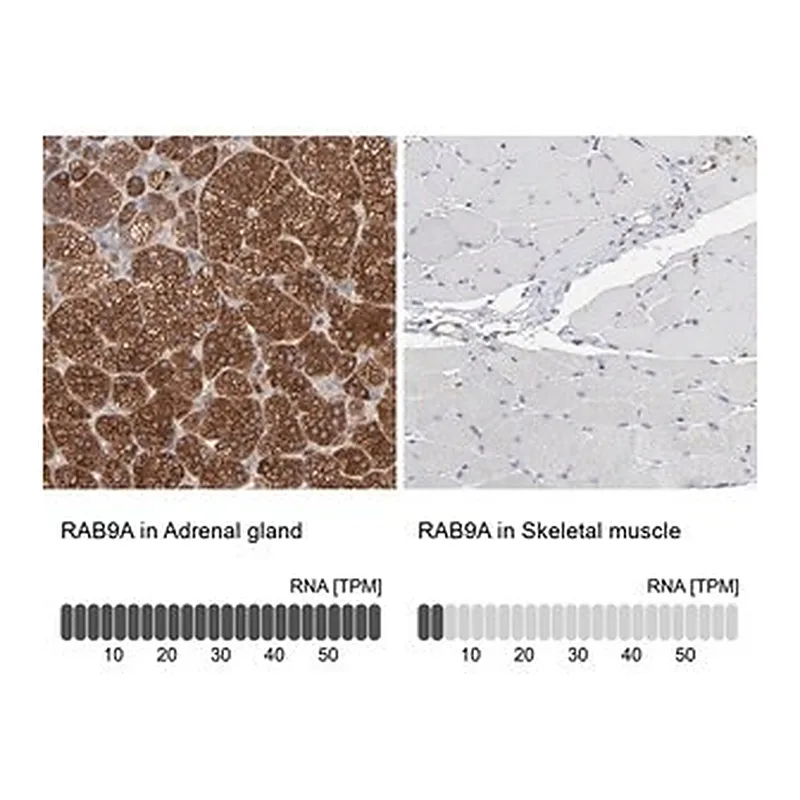 Merck Anti-RAB9A antibody produced in rabbit