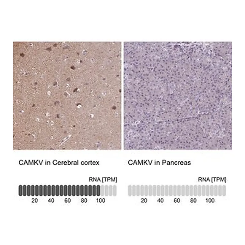 Merck Anti-CAMKV antibody produced in rabbit