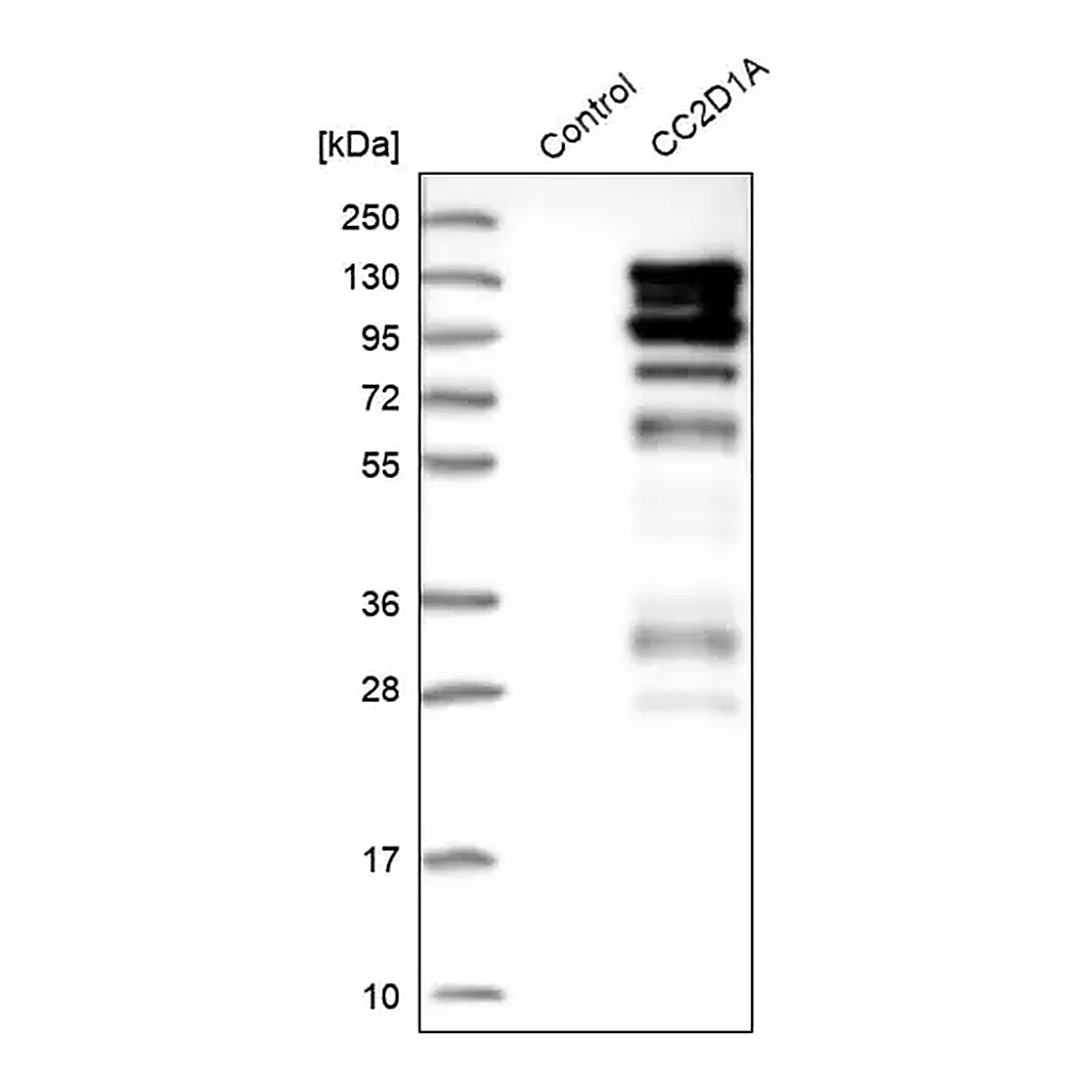 Merck Anti-CC2D1A antibody produced in rabbit