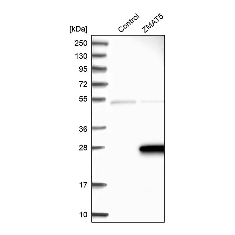 Merck Anti-ZMAT5 antibody produced in rabbit