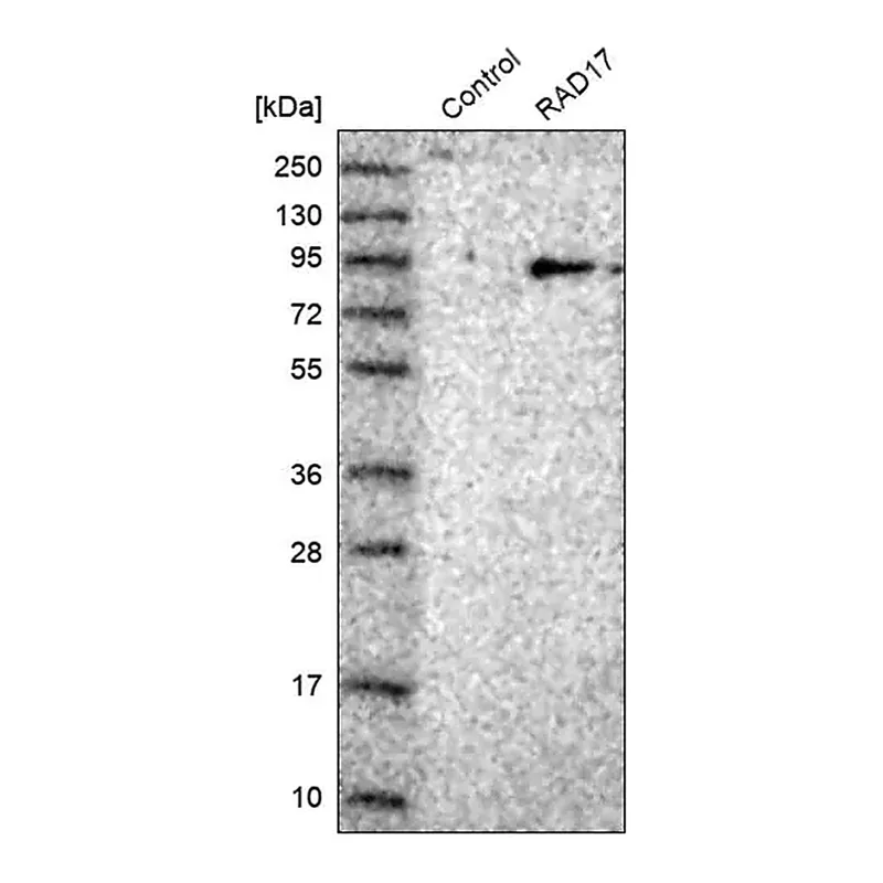 Merck Anti-RAD17 antibody produced in rabbit