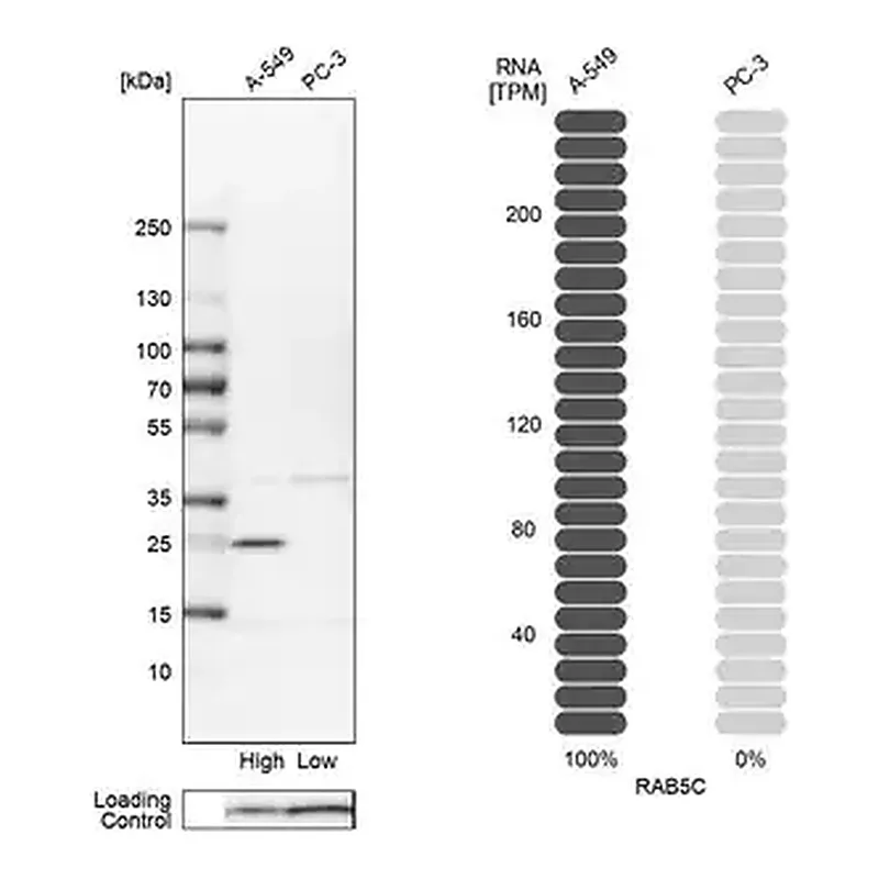 Merck Anti-RAB5C antibody produced in rabbit
