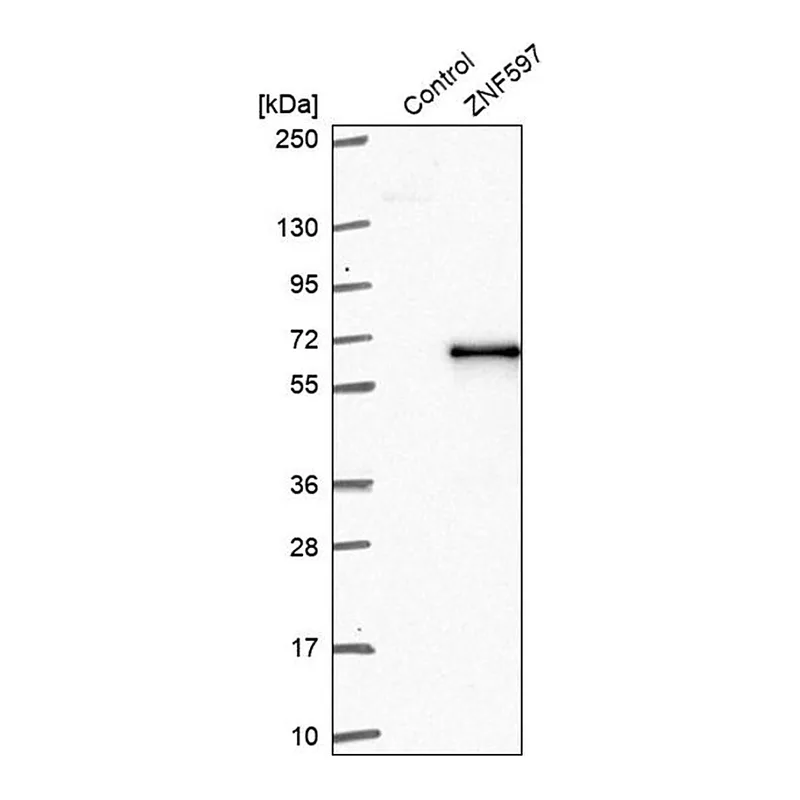 Merck Anti-ZNF597 antibody produced in rabbit