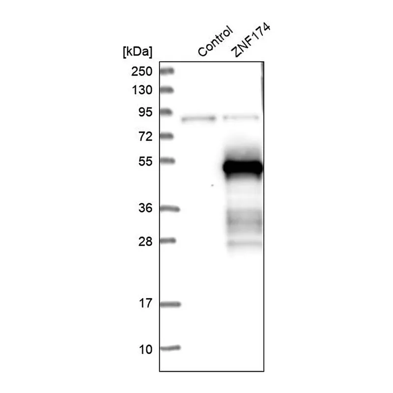 Merck Anti-ZNF174 antibody produced in rabbit
