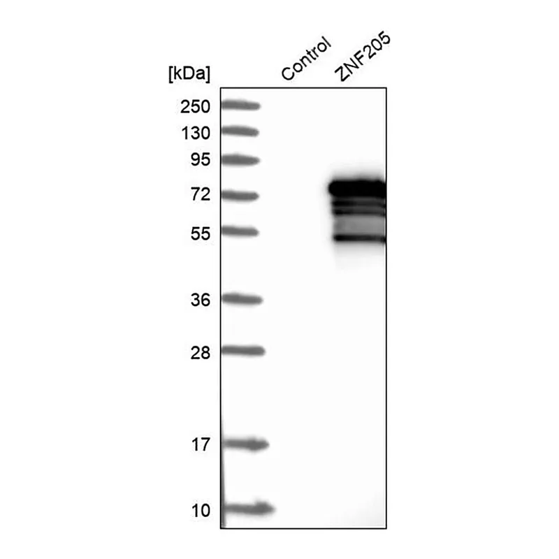 Merck Anti-ZNF205 antibody produced in rabbit