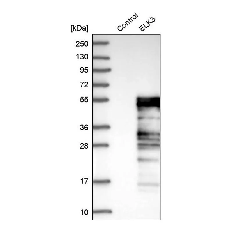 Merck Anti-ELK3 antibody produced in rabbit